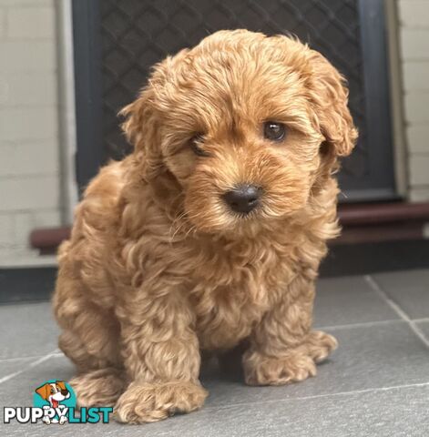 Cavoodle girl puppies