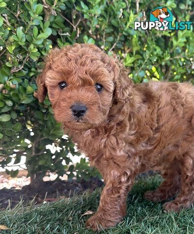 Cavoodle girl puppies