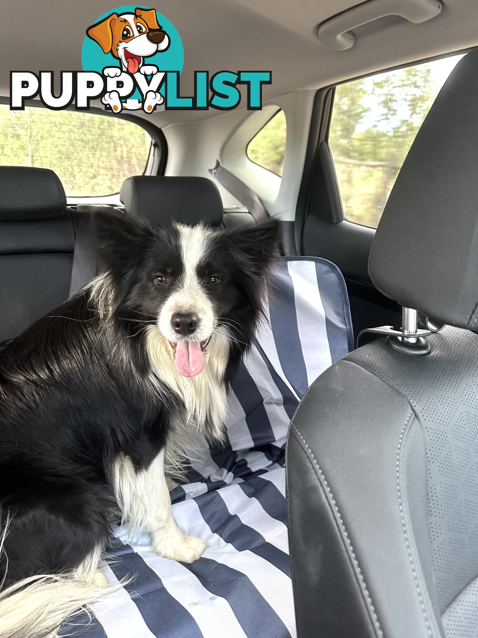 Beautiful Border Collie Puppies