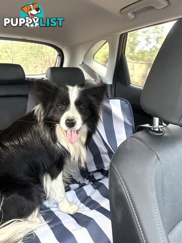 Beautiful Border Collie Puppies