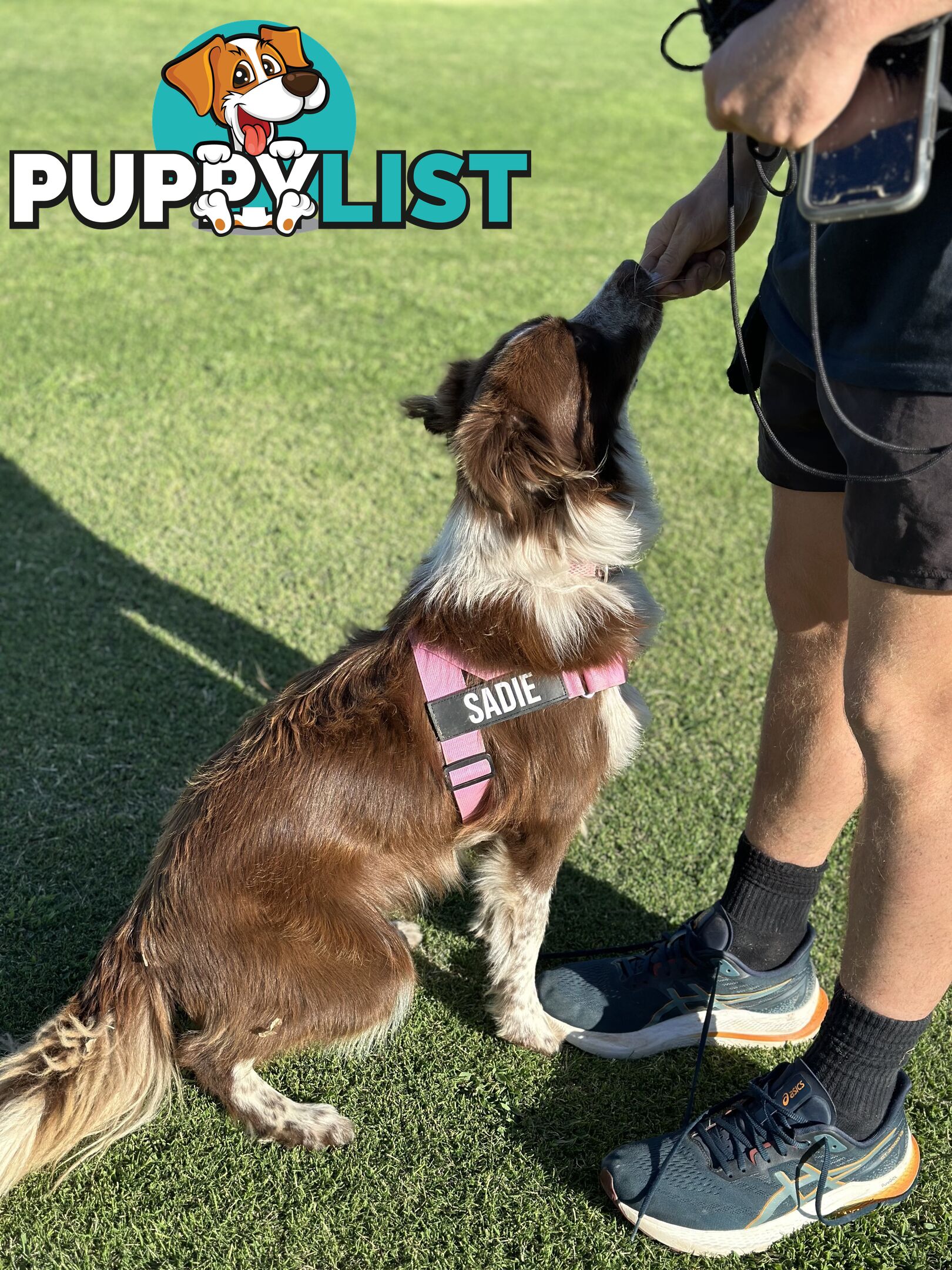 Beautiful Border Collie Puppies