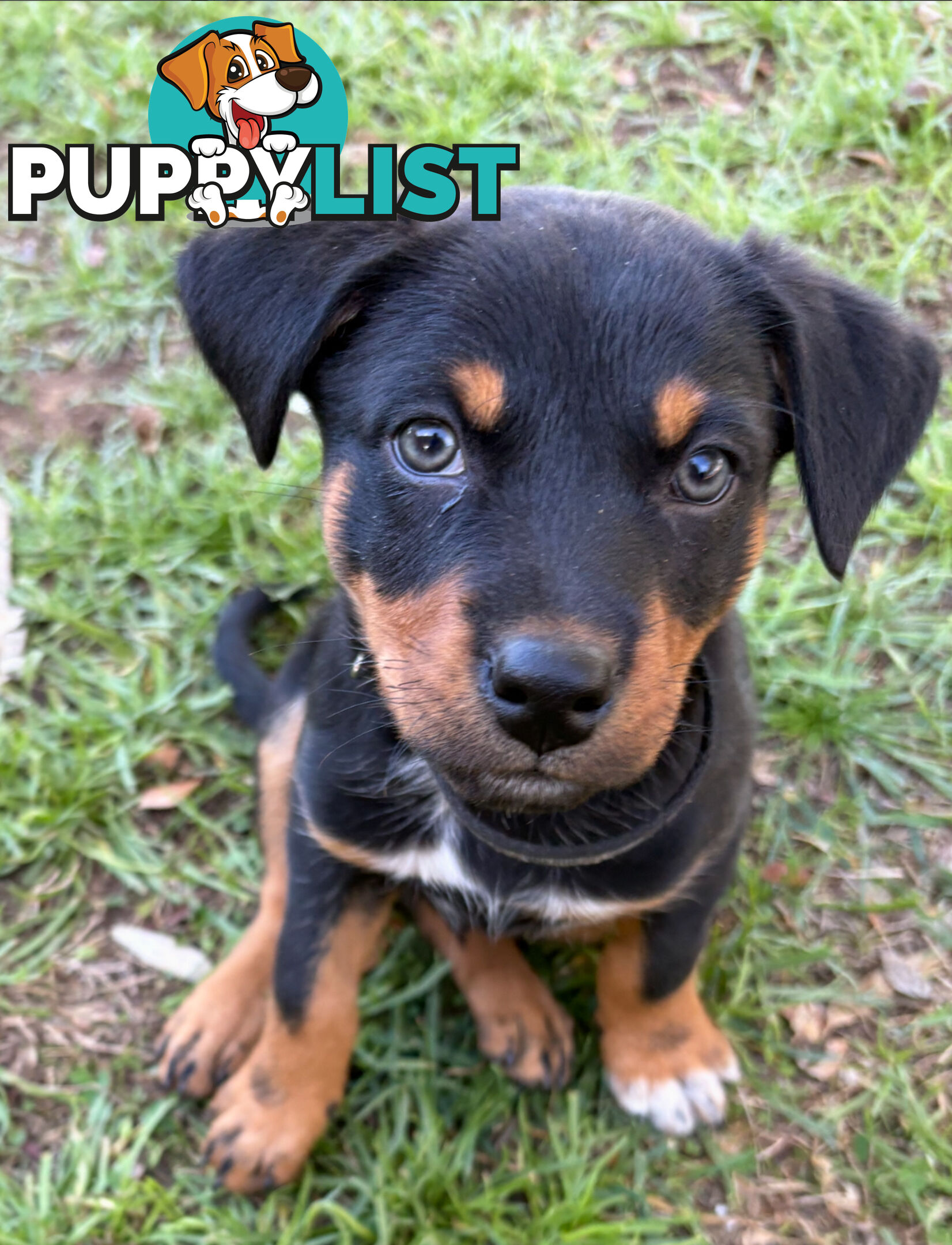 Pure bred Australian Kelpie pups