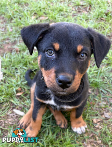 Pure bred Australian Kelpie pups
