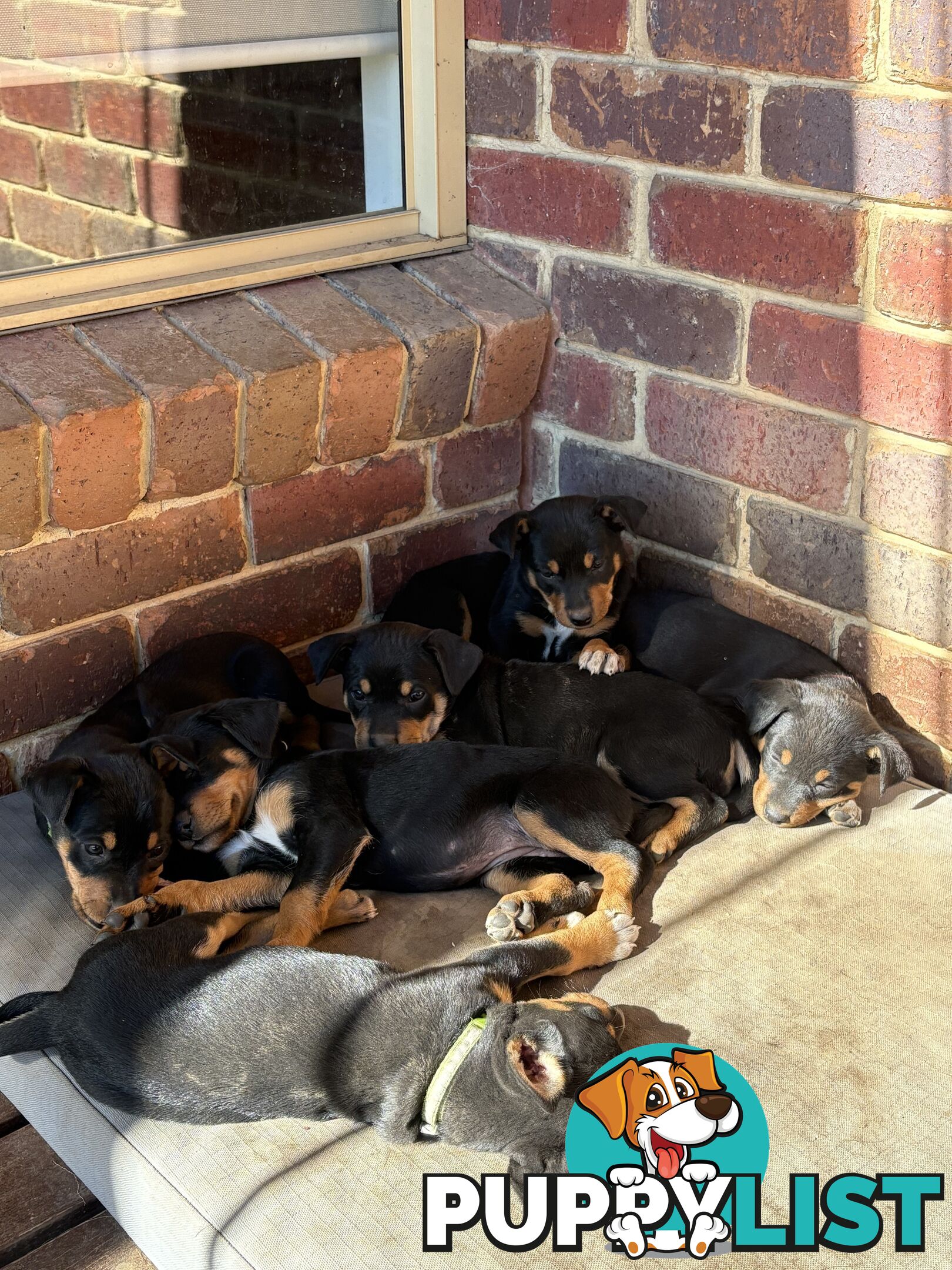 Pure bred Australian Kelpie pups