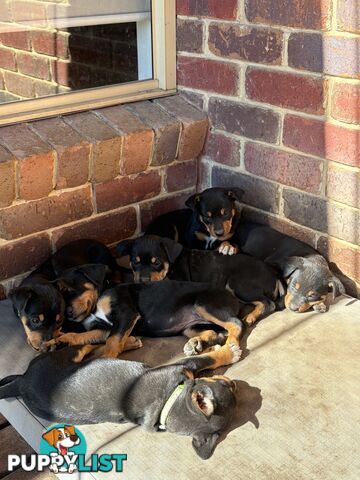 Pure bred Australian Kelpie pups