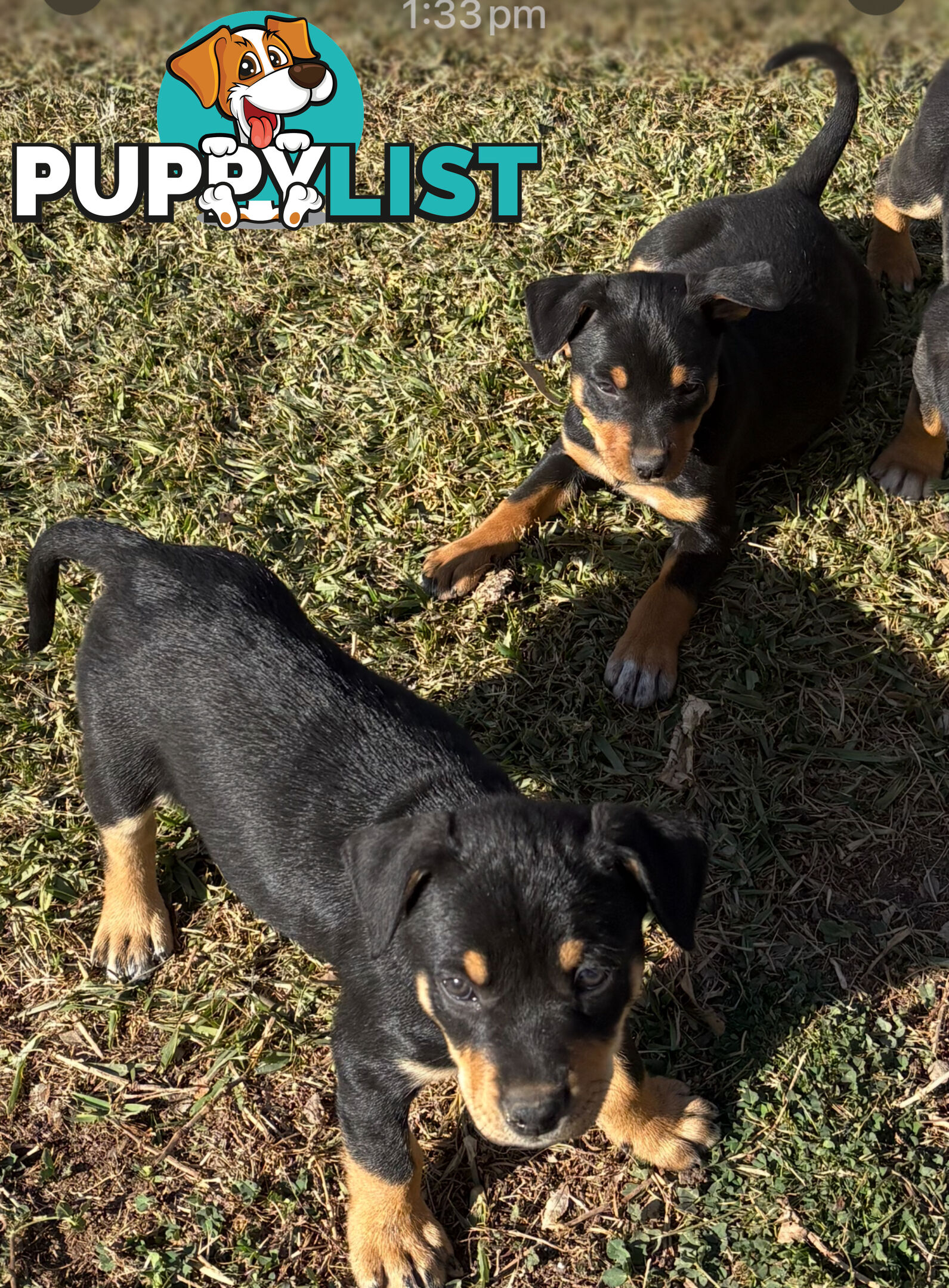 Pure bred Australian Kelpie pups