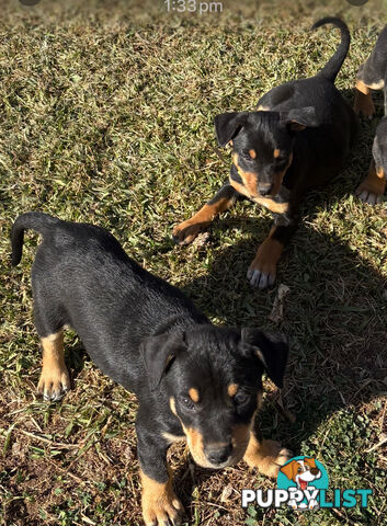 Pure bred Australian Kelpie pups