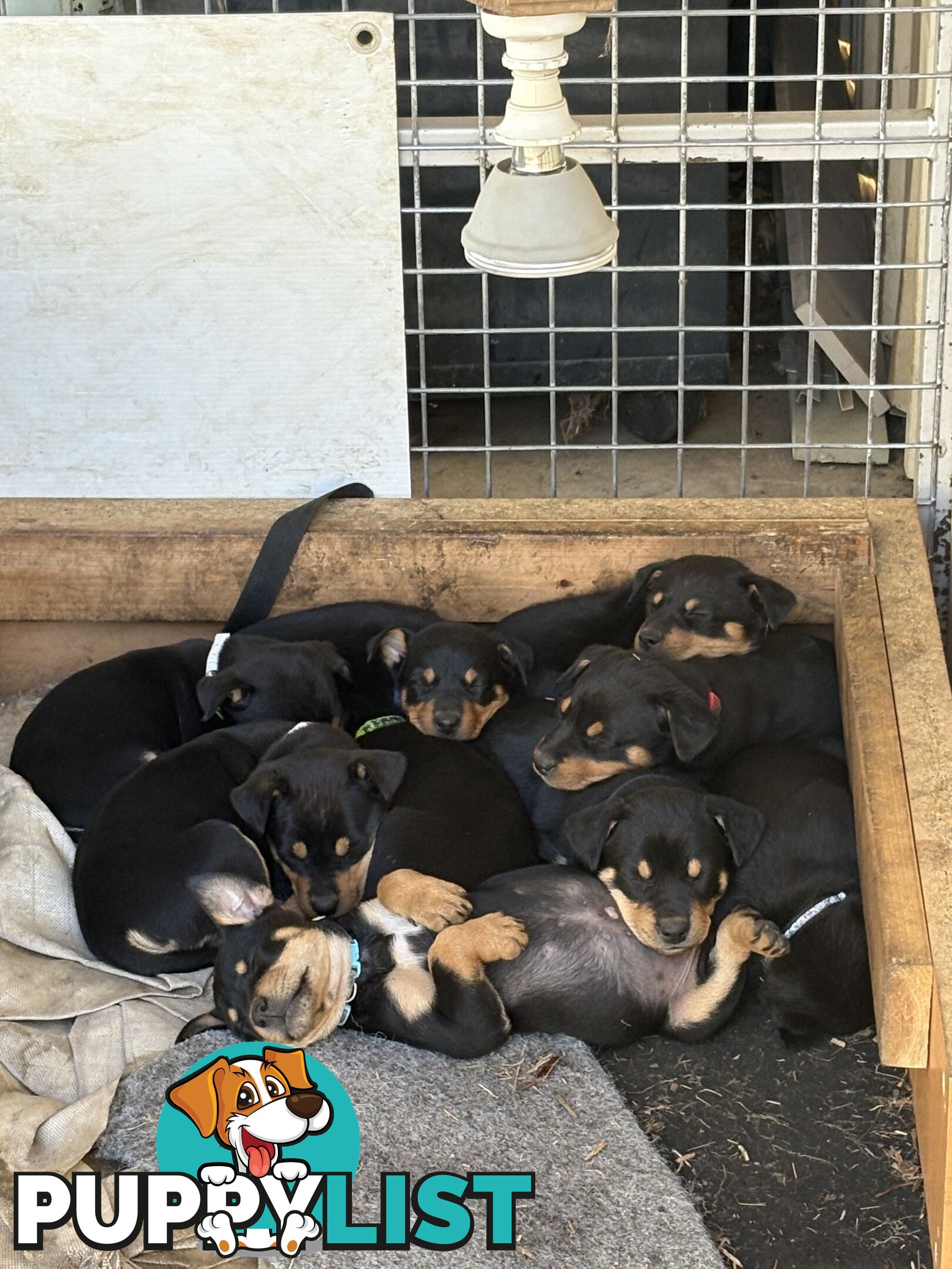 Pure bred Australian Kelpie pups