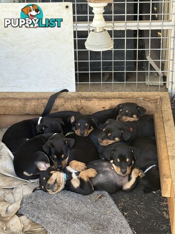 Pure bred Australian Kelpie pups