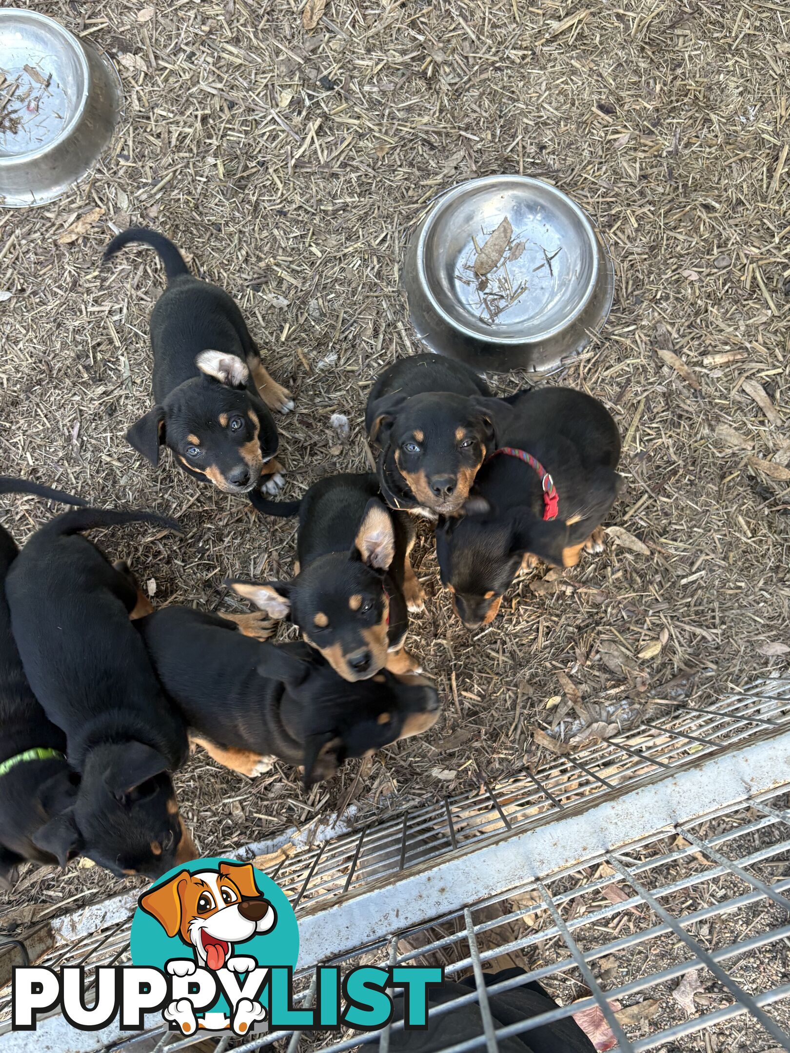 Pure bred Australian Kelpie pups
