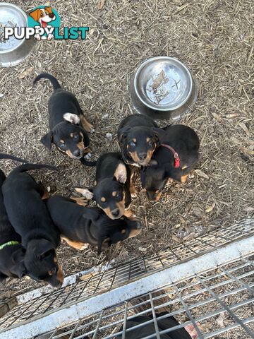 Pure bred Australian Kelpie pups