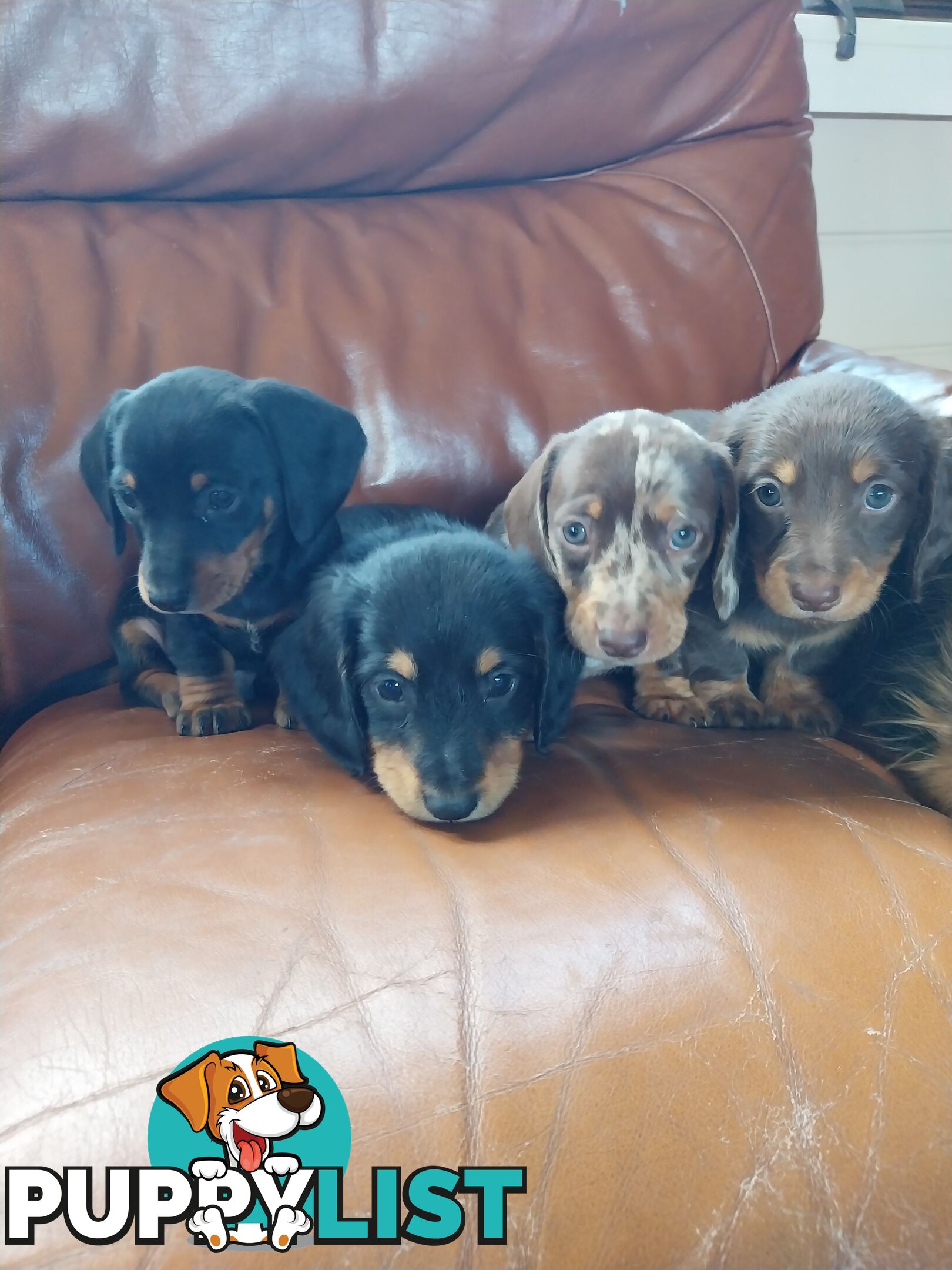 Miniture male Dachshunds puppies