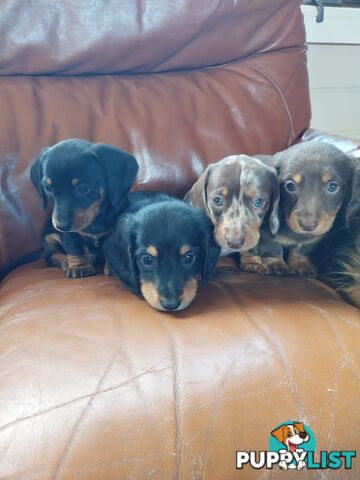 Miniture male Dachshunds puppies