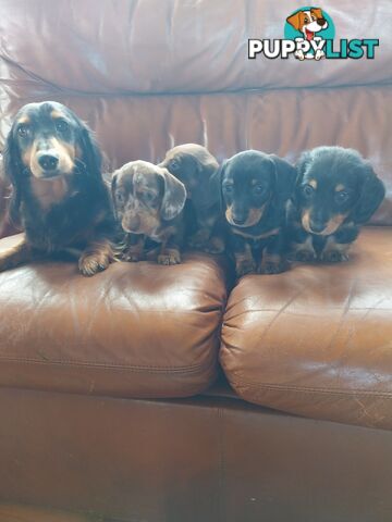 Miniture male Dachshunds puppies