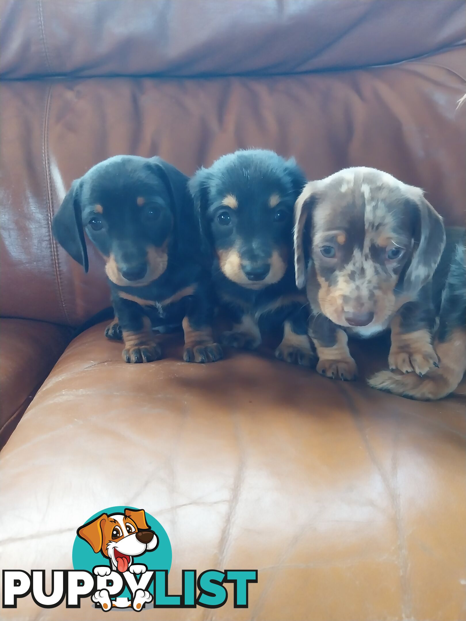 Miniture male Dachshunds puppies