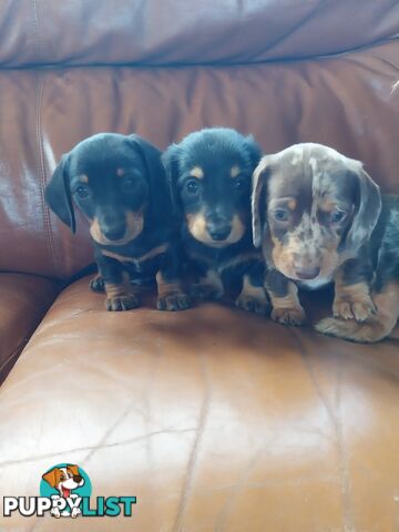 Miniture male Dachshunds puppies