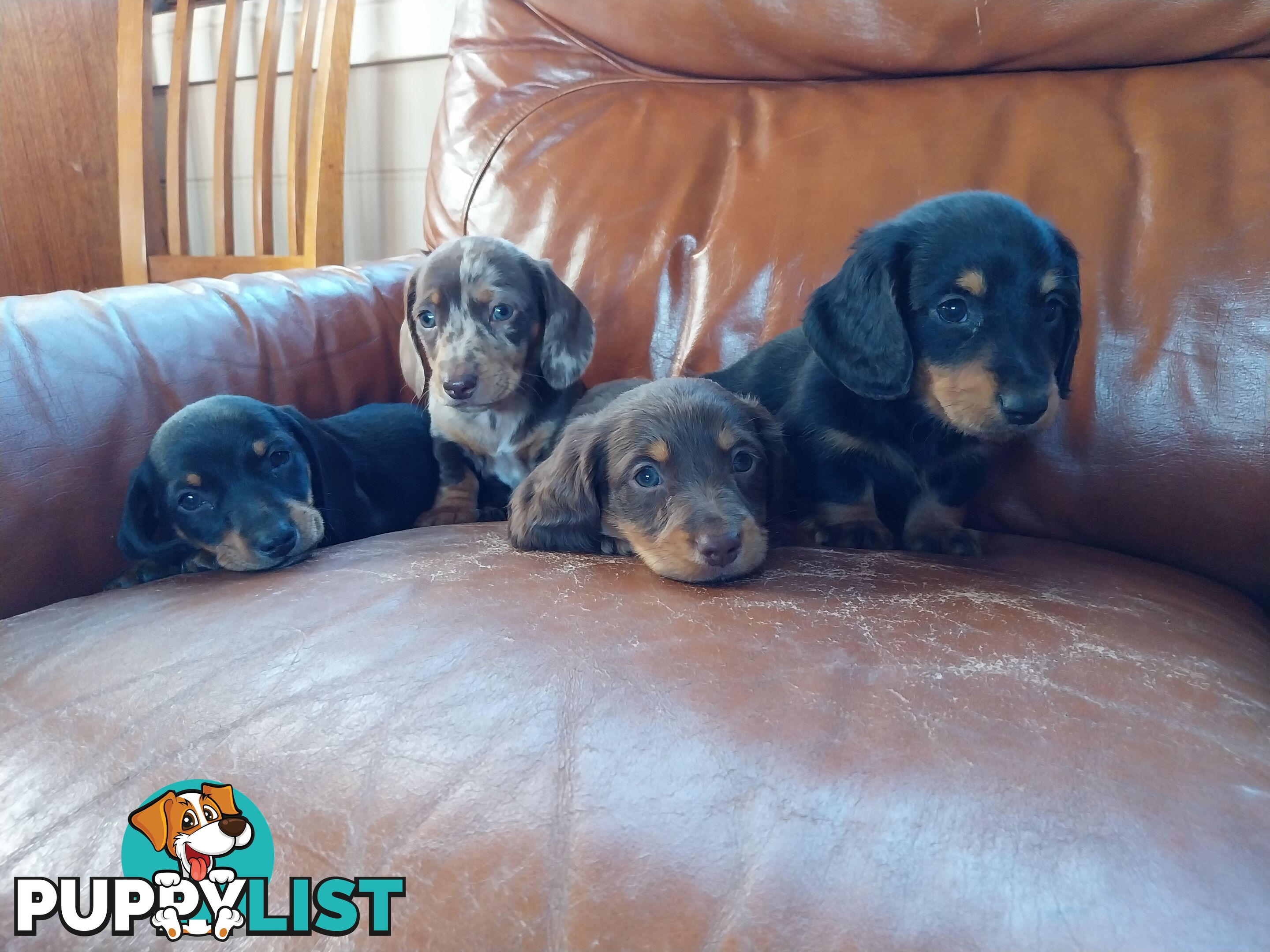 Miniture male Dachshunds puppies