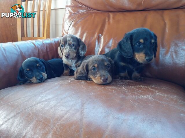 Miniture male Dachshunds puppies