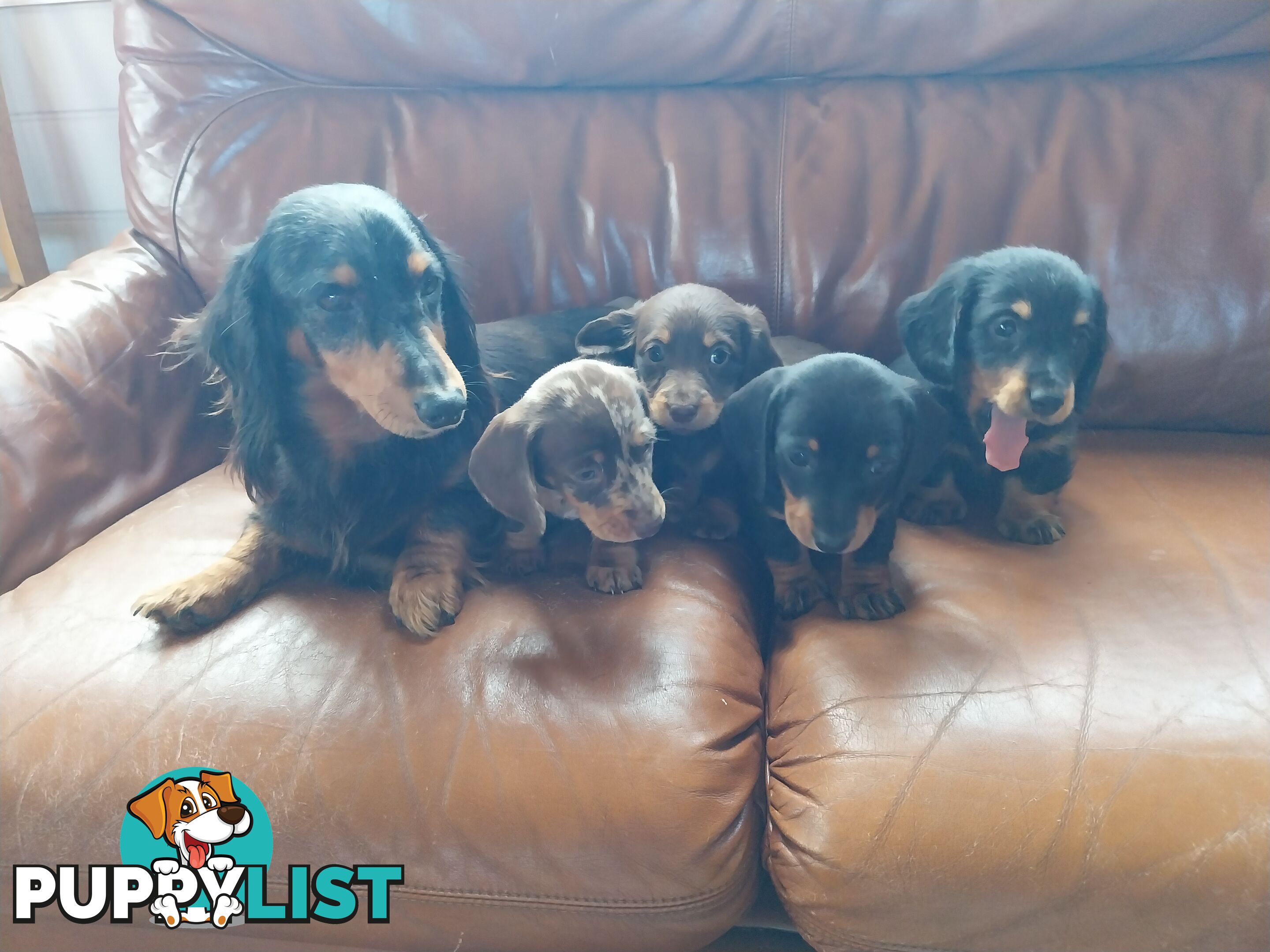 Miniture male Dachshunds puppies