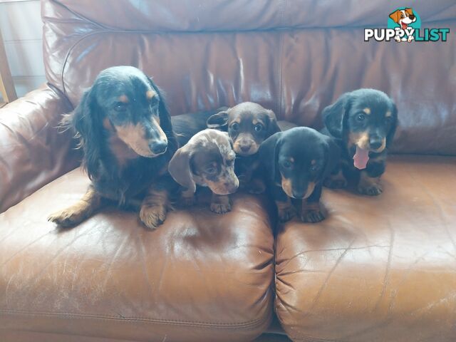 Miniture male Dachshunds puppies