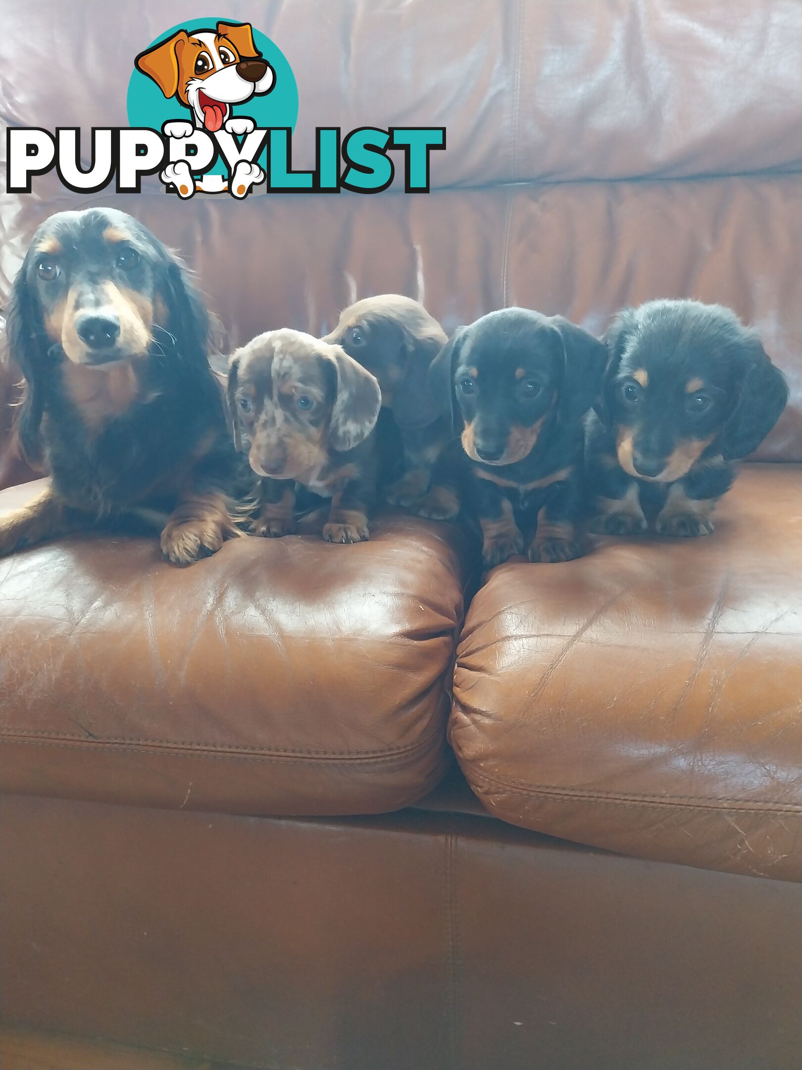 Miniture male Dachshunds puppies