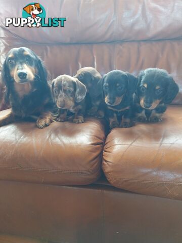Miniture male Dachshunds puppies