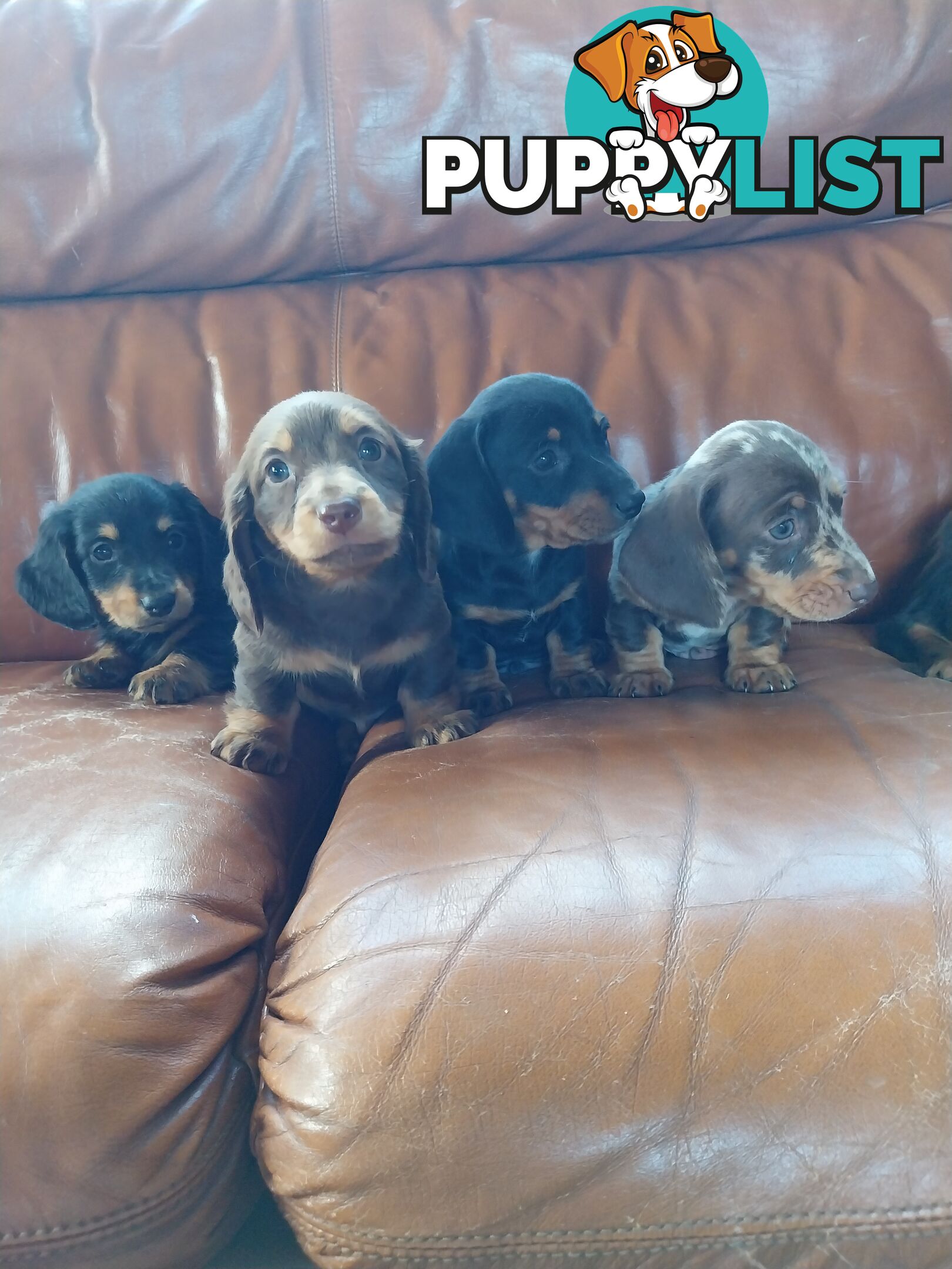 Miniture male Dachshunds puppies