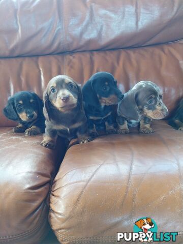 Miniture male Dachshunds puppies