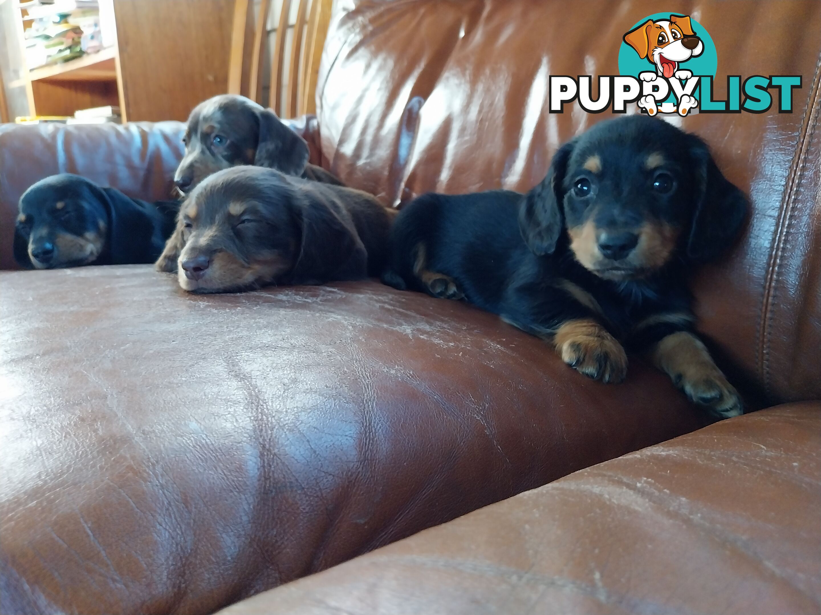 Miniture male Dachshunds puppies