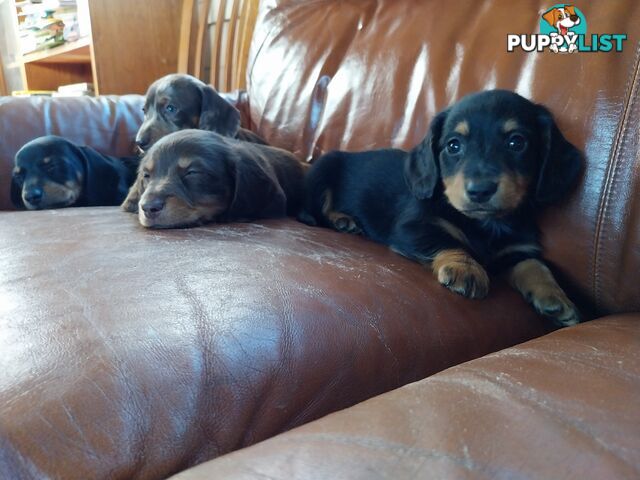 Miniture male Dachshunds puppies
