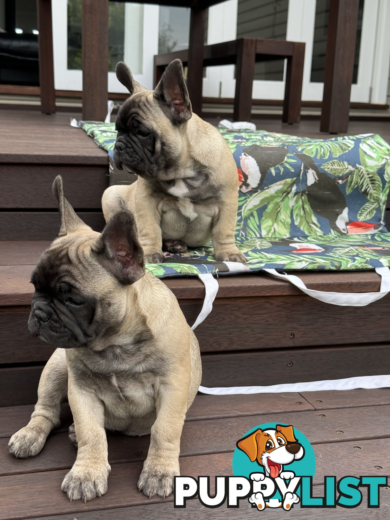 Adorable Purebred French Bulldogs