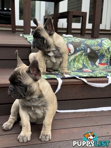 Adorable Purebred French Bulldogs