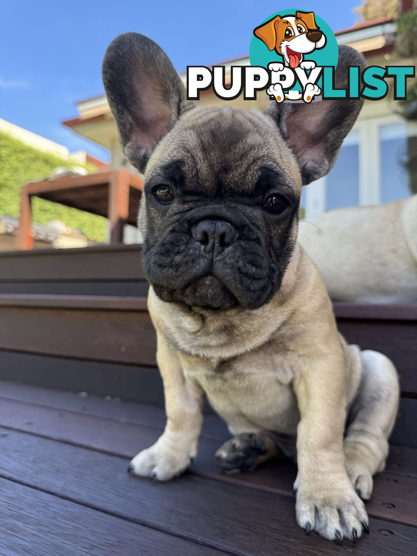 Adorable Purebred French Bulldogs