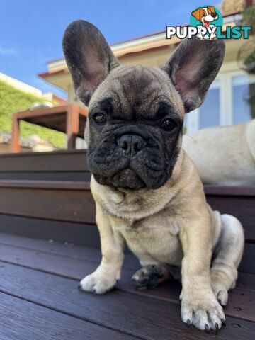 Adorable Purebred French Bulldogs