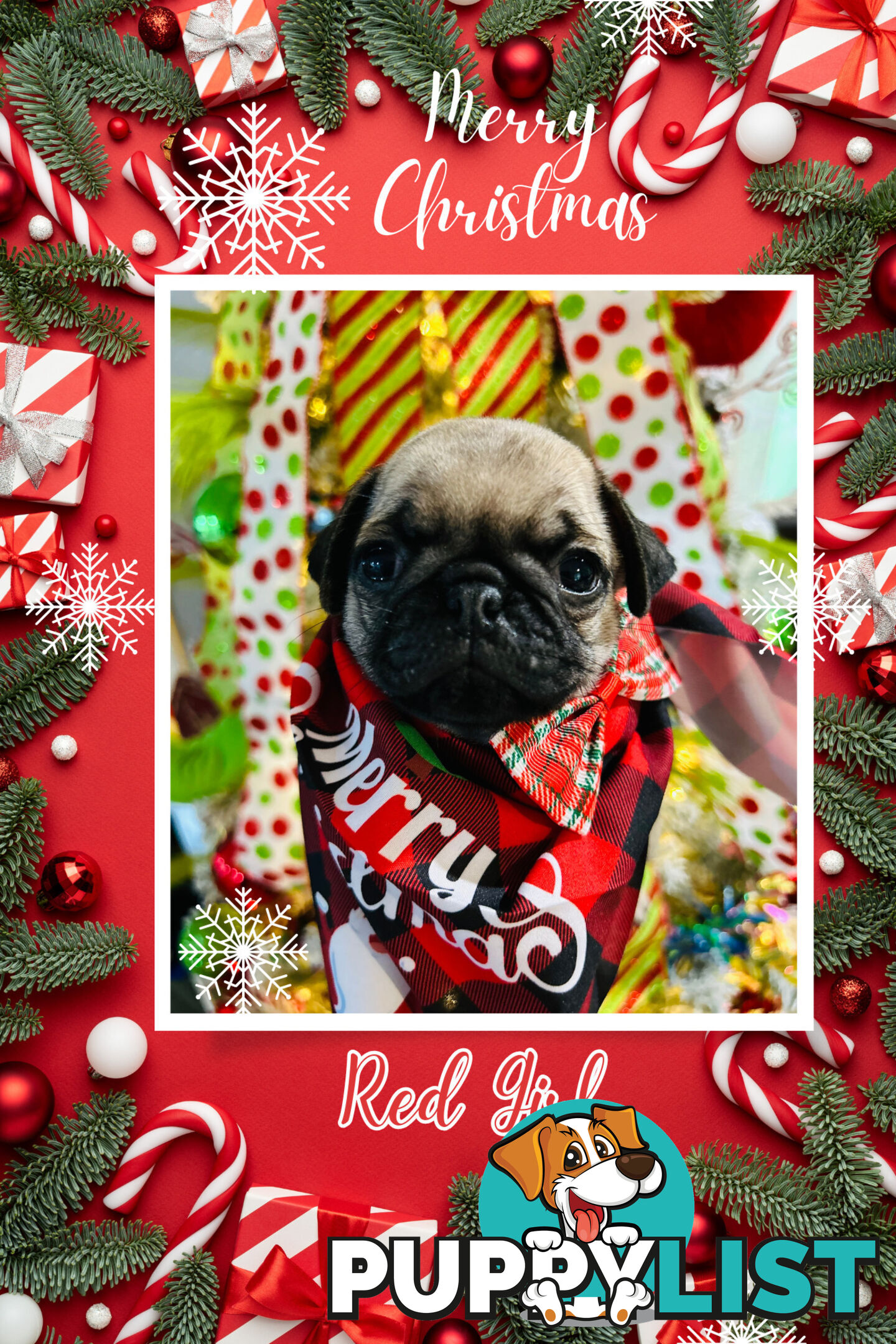 Pug Puppy- Ready for Christmas