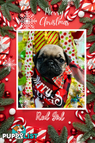 Pug Puppy- Ready for Christmas