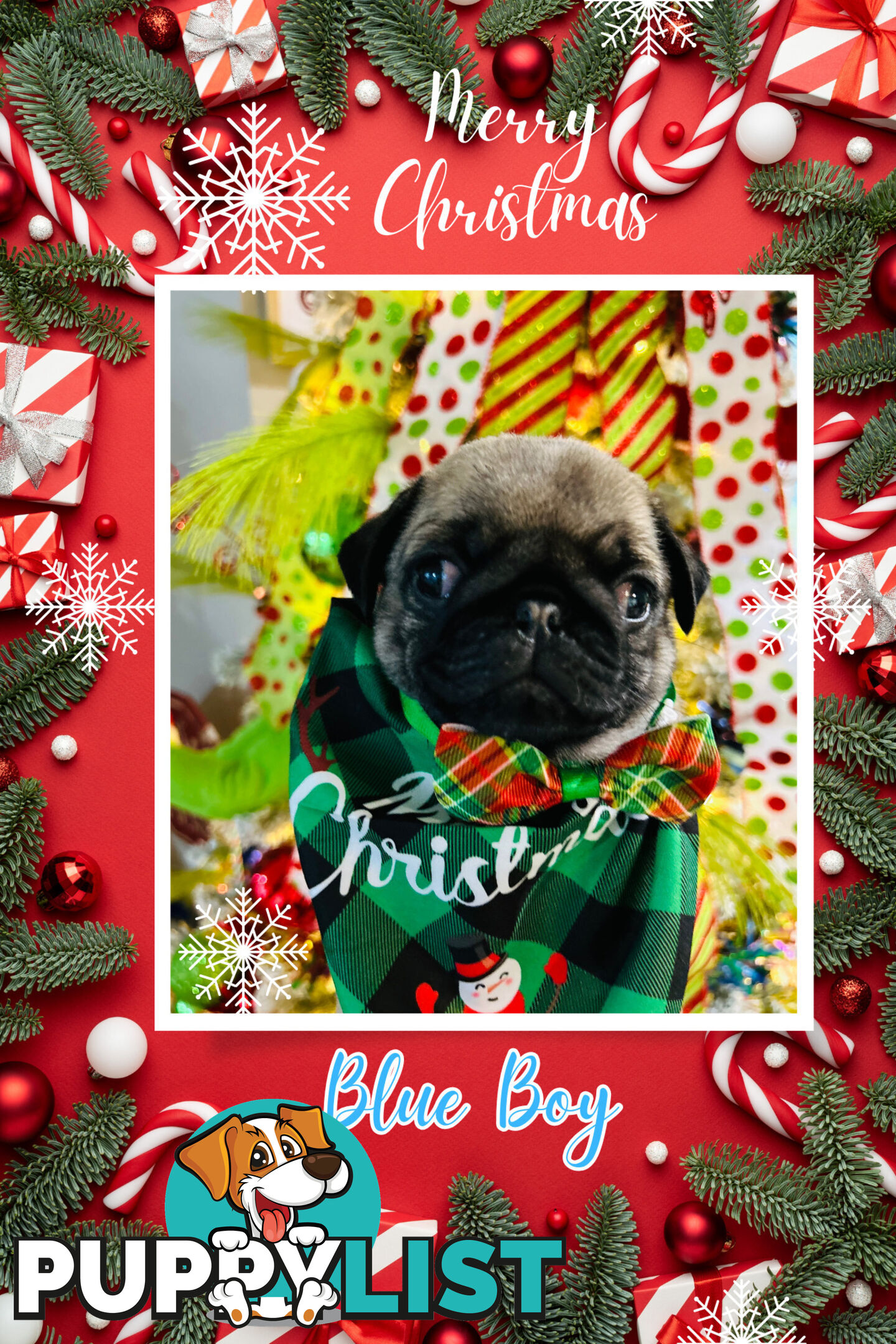 Pug Puppy- Ready for Christmas