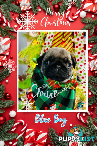 Pug Puppy- Ready for Christmas