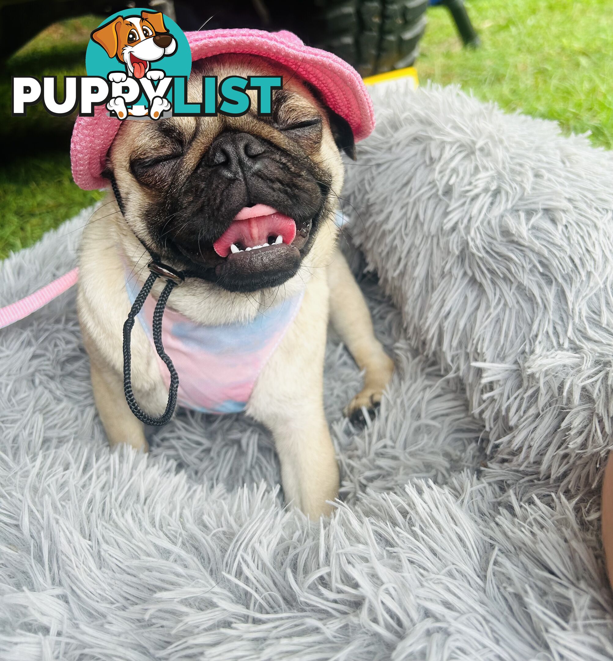 Pug Puppy- Ready for Christmas