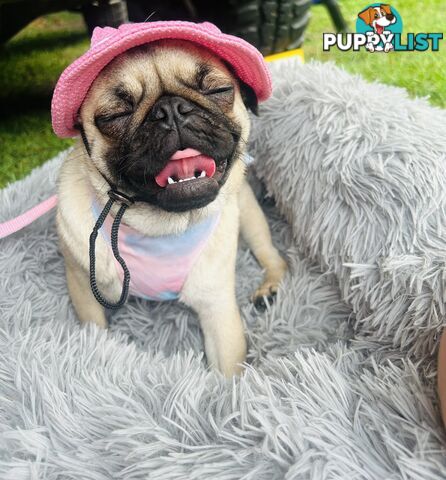 Pug Puppy- Ready for Christmas