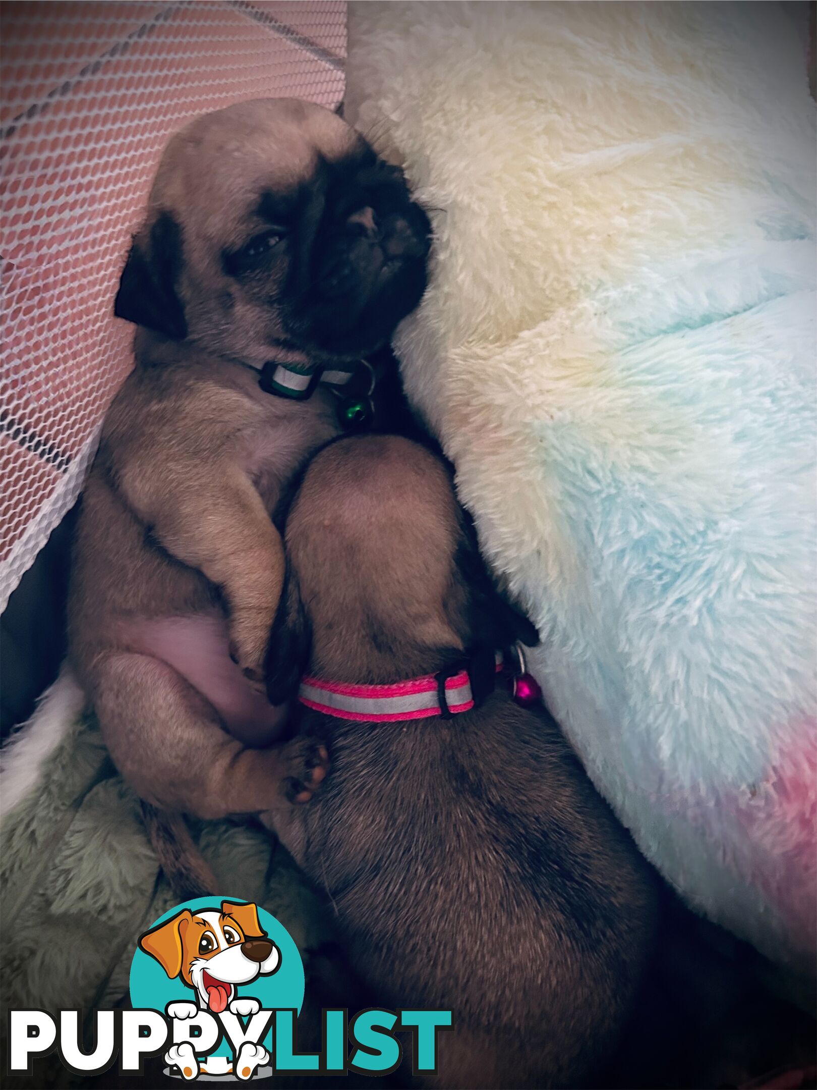 Pug Puppy- Ready for Christmas