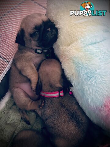 Pug Puppy- Ready for Christmas