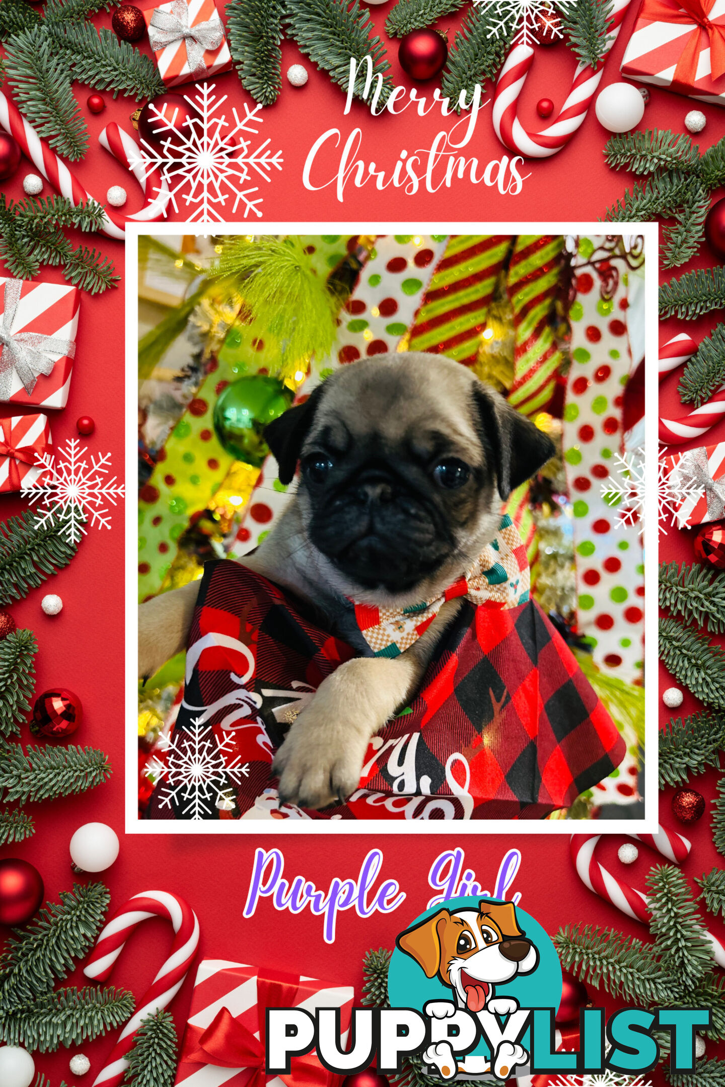 Pug Puppy- Ready for Christmas