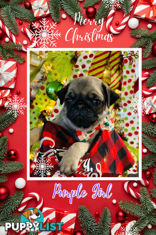 Pug Puppy- Ready for Christmas