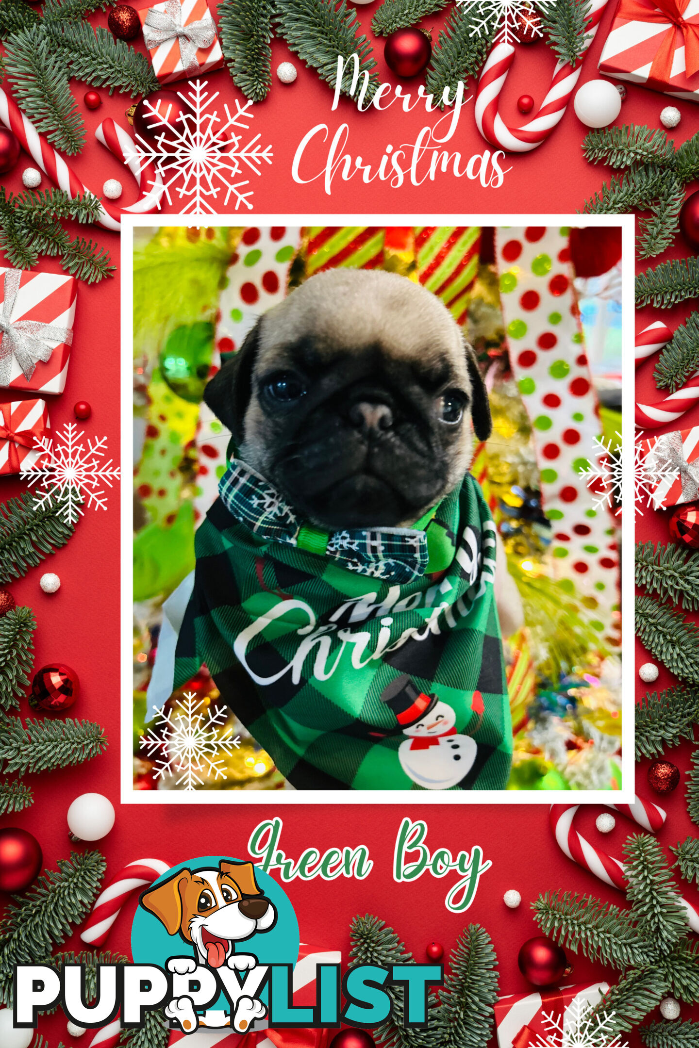 Pug Puppy- Ready for Christmas