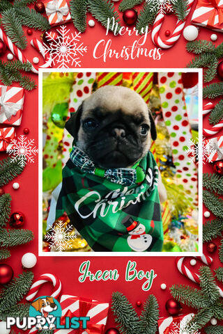 Pug Puppy- Ready for Christmas