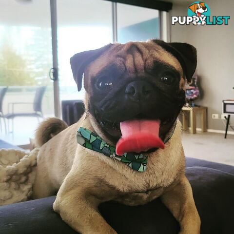 Pug Puppy- Ready for Christmas