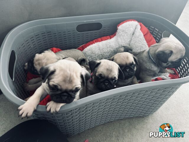 Pug Puppy- Ready for Christmas