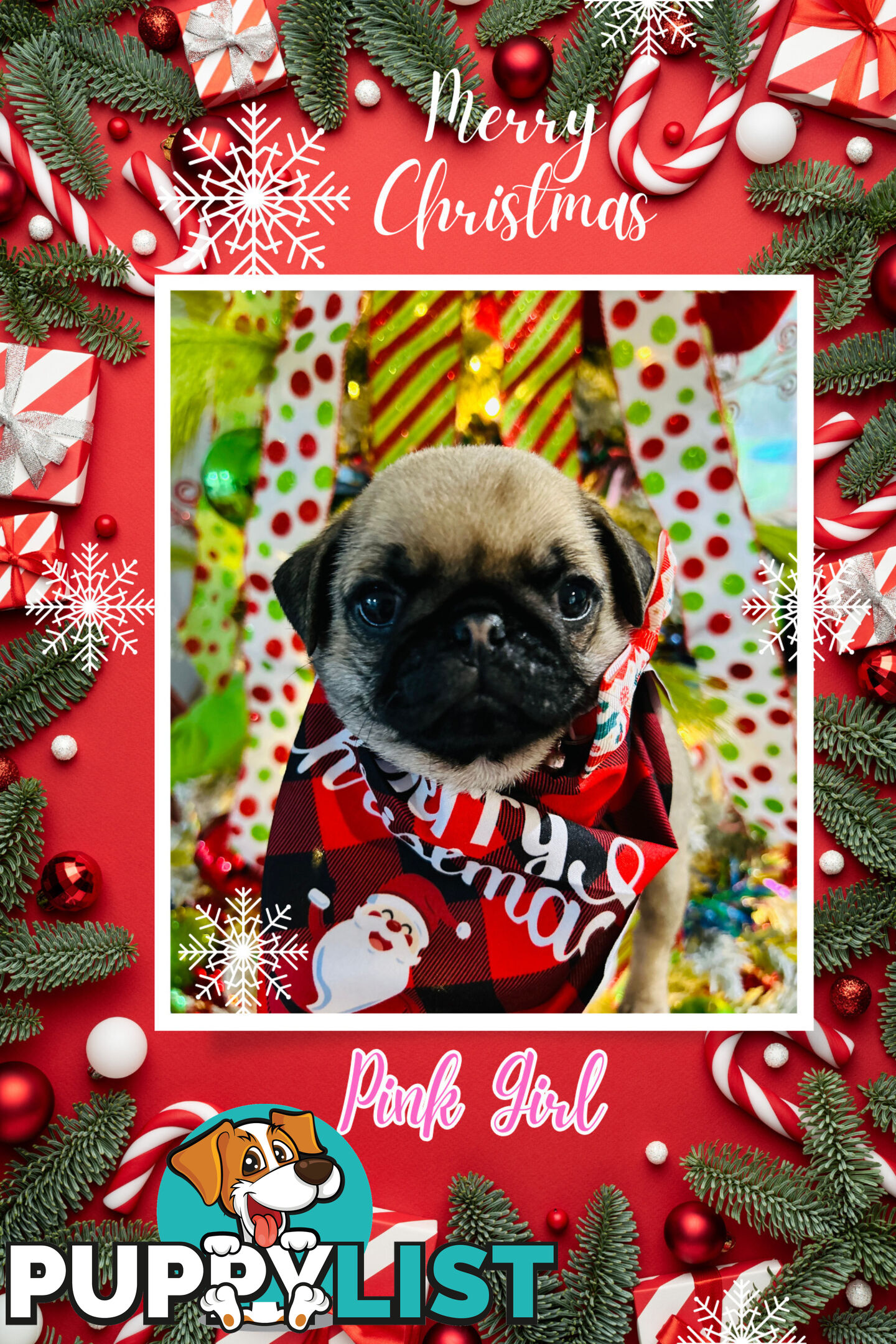 Pug Puppy- Ready for Christmas