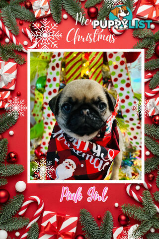 Pug Puppy- Ready for Christmas